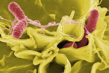 USDA pulls rule to limit salmonella levels in raw poultry