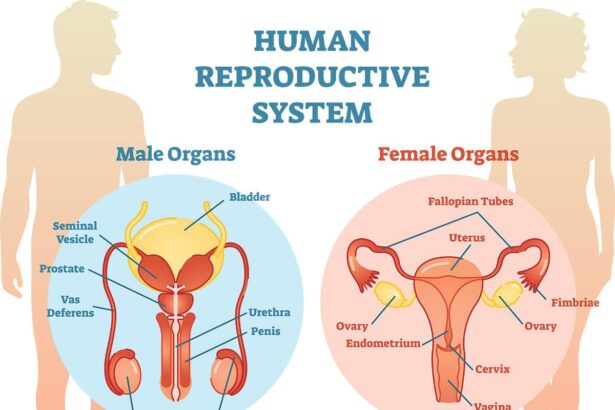 Inside the “Vital” Office for Reproductive Health Gutted by Mass HHS Firings