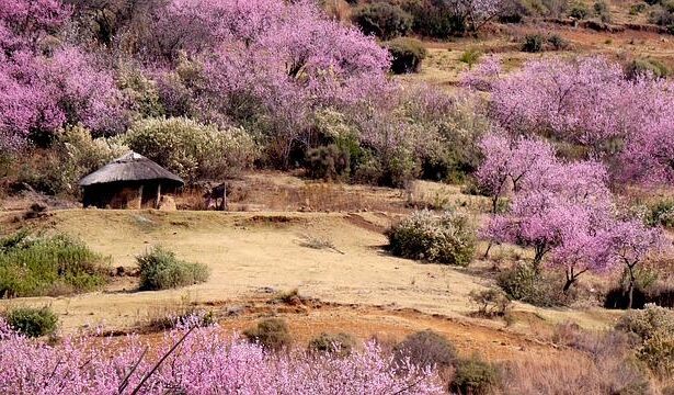 How Lesotho, South Africa, Nigeria and Kenya are hit by Donald Trump’s tariffs – BBC