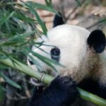 From WWII to the Cold War: How Zoos Have Shaped Ideologies Through Pandas and Politics