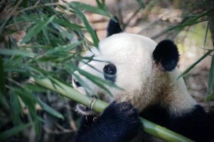 From WWII to the Cold War: How Zoos Have Shaped Ideologies Through Pandas and Politics
