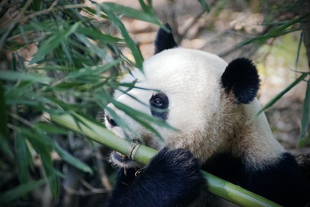 From WWII to the Cold War: How Zoos Have Shaped Ideologies Through Pandas and Politics