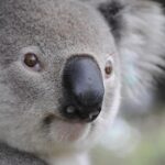 Australia Faces the Heat: The Impending Threat of Trump’s ‘Revenge Tax