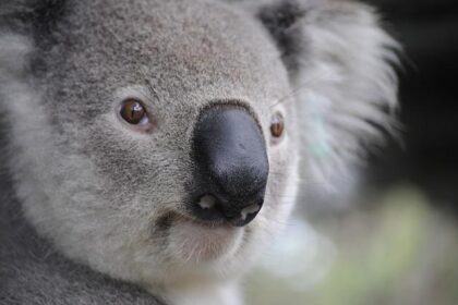 Australia Faces the Heat: The Impending Threat of Trump’s ‘Revenge Tax