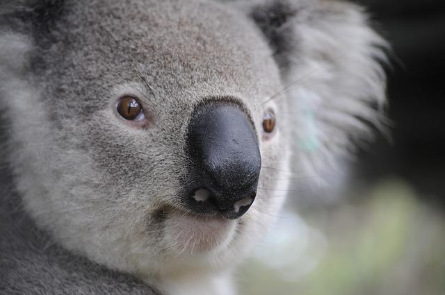 Australia Faces the Heat: The Impending Threat of Trump’s ‘Revenge Tax