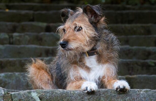 Warren Suggests Colbert’s Cancellation Was a Strategic Move to Win Over Trump