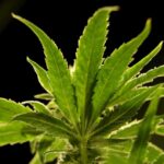 Marijuana Advocates Hold Their Breath: Will Trump Deliver on Promised Reclassification?