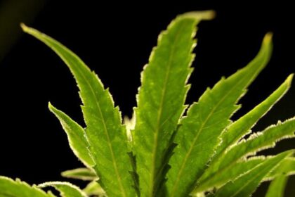 Marijuana Advocates Hold Their Breath: Will Trump Deliver on Promised Reclassification?