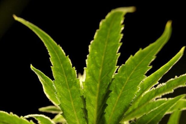 Marijuana Advocates Hold Their Breath: Will Trump Deliver on Promised Reclassification?