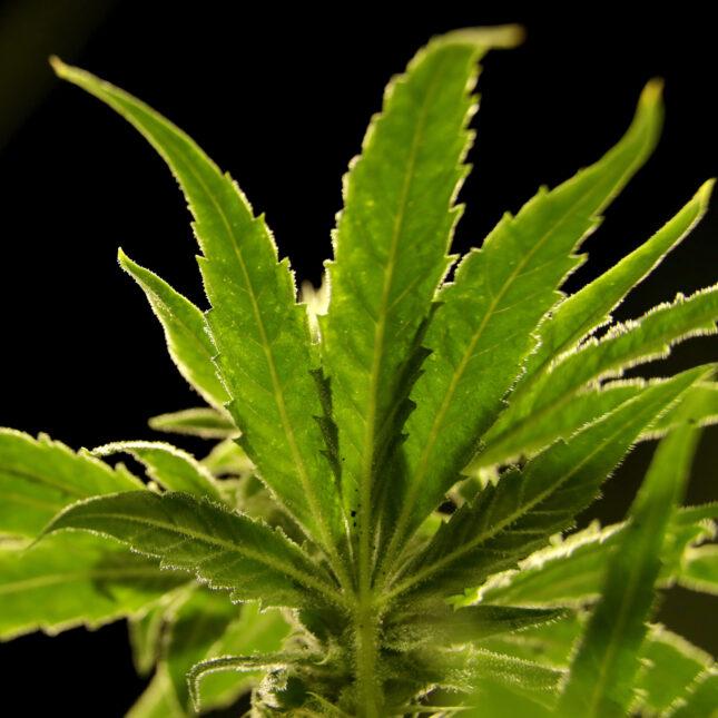 Marijuana Advocates Hold Their Breath: Will Trump Deliver on Promised Reclassification?