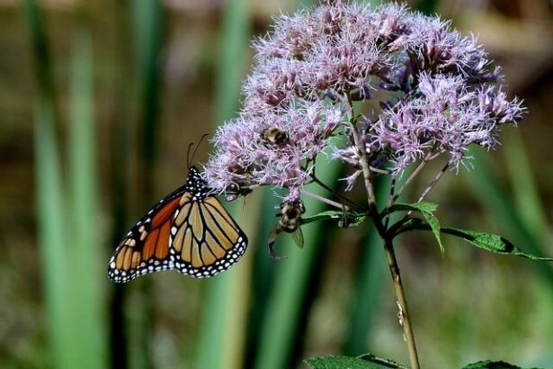Joe Rogan Slams Trump’s Claims That the Epstein Scandal Is a ‘Hoax’