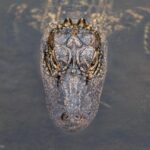 Deadline Set: Alligator Alcatraz Must Be Demolished in 60 Days!