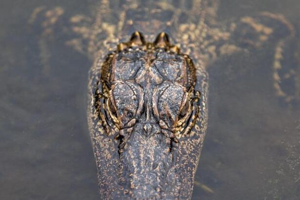 Deadline Set: Alligator Alcatraz Must Be Demolished in 60 Days!