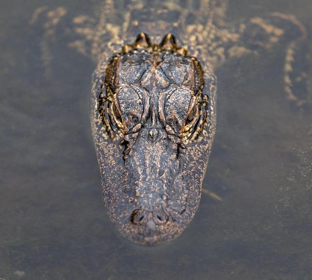 Deadline Set: Alligator Alcatraz Must Be Demolished in 60 Days!