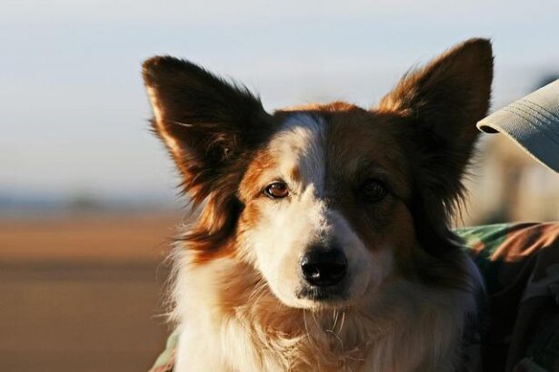 Border Patrol Sparks Controversy with Michael Jackson Song Featuring Antisemitic Lyrics