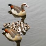 Watch Out, Geese: Uncle Sam’s Taxman Is Coming for You!