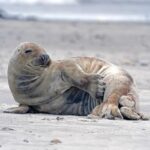 How Dick Cheney Paved the Path for Donald Trump’s Rise