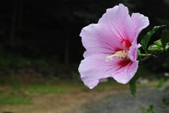 Sharon Osbourne Reveals Surprising Voicemail from Trump Following Ozzy’s Passing