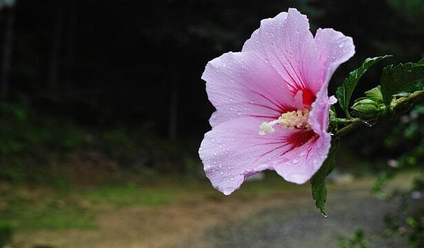 Sharon Osbourne Reveals Surprising Voicemail from Trump Following Ozzy’s Passing