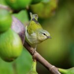 Tennessee Democrat suggests tearing down Trump ballroom if GOP loses in 2028