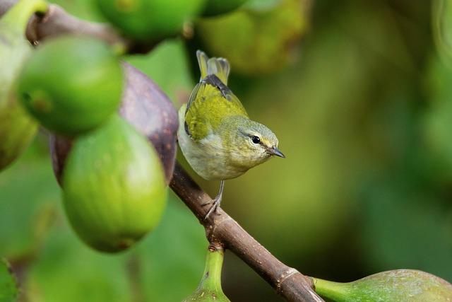 Tennessee Democrat Proposes Dismantling Trump’s Ballroom if GOP Fails in 2028 Election Tennessee Democrat Proposes Dismantling Trump’s Ballroom if GOP Fails in 2028 Election