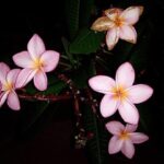 Leavitt Thinks Dem Death Threat Is No Biggie