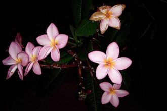 Leavitt Dismisses Dem Death Threat as a Minor Issue