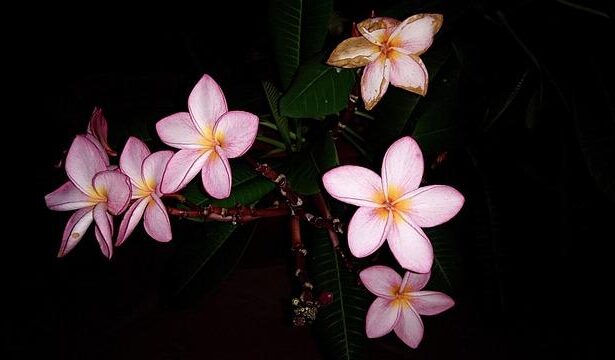 Leavitt Dismisses Dem Death Threat as a Minor Issue