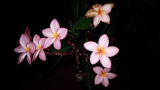 Leavitt Dismisses Dem Death Threat as a Minor Issue