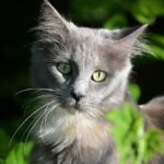 Kathy Hochul Fires Back at Elise Stefanik: ‘She’s Full of S**t!’ in Heated Exchange