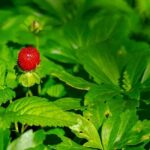 Darryl Strawberry Expresses Gratitude to Trump for Pardon in Inspiring Tulsa Sermon