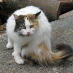 Majorie Taylor Greene No Longer Trusts the Plan