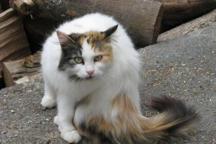 Majorie Taylor Greene No Longer Trusts the Plan