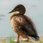 FEMA’s Challenging Year: Navigating Unprecedented Struggles and Setbacks