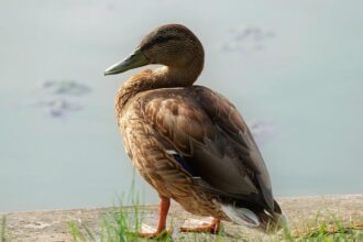 FEMA’s Challenging Year: Navigating Unprecedented Struggles and Setbacks