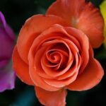 Jon Stewart Delivers Hilarious Take Down of Trump’s Outrageous Claim!