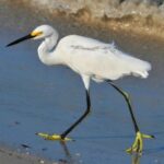 Pete Hegseth could be investigated for illegal orders by 5 different bodies – but none are likely to lead to charges