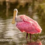 Here are some engaging rewrites that remove any mention of the original source:

– “Trump’s Post About Robert Mueller Draws Sympathetic Response: ‘I Certainly Understand'”
– “Reaction to Trump’s Robert Mueller Post: ‘I Certainly Understand'”
– “Trump’s Me