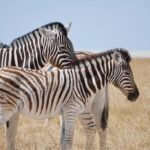 Bipartisan group pushes Trump to resanction former Bosnian Serb leader