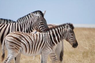 Bipartisan group pushes Trump to resanction former Bosnian Serb leader