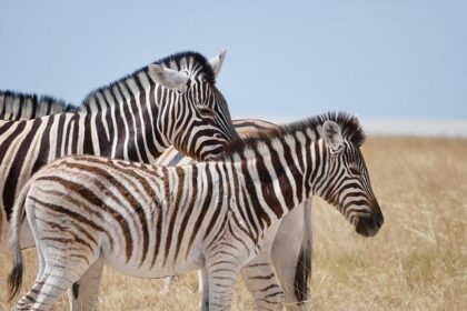 Bipartisan group pushes Trump to resanction former Bosnian Serb leader