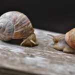 Pirro halts Federal Reserve probe, clearing the way for Warsh’s confirmation