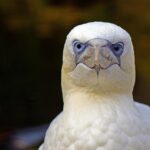 Adam B. Coleman Warns Trump Is “Deadly Serious” About Ordering Forces to Shoot Iranian Mine‑Laying Boats