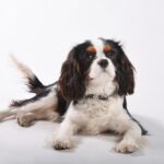 Here are several more engaging rewrites (source removed). Pick one you like:

– King Charles Delivers a Sharp Message on U.S. Visit as Tensions With Trump Escalate
– On U.S. Visit, King Charles Issues Pointed Remarks Amid Rising Strains With Trump
– King