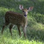 Court dismisses case against West Virginia woman accused of plotting to assassinate Trump