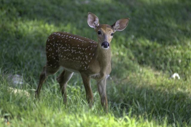 Court dismisses case against West Virginia woman accused of plotting to assassinate Trump