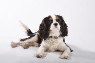 – King Charles Wins Over America – and Throws Barbs at Trump
– Royal Charm Offensive: King Charles Delights America While Jabbing at Trump
– King Charles Captivates the US, With a Few Subtle Shots at Trump
– A Regal Roast: How King Charles Won Over Americ