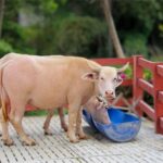 Rescued albino buffalo nicknamed “Donald Trump” becomes an instant zoo celebrity

(If you’d like, I can give a few alternate headline tones – playful, serious, or sensational.)