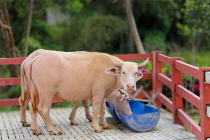 Rescued albino buffalo nicknamed “Donald Trump” becomes an instant zoo celebrity

(If you’d like, I can give a few alternate headline tones – playful, serious, or sensational.)