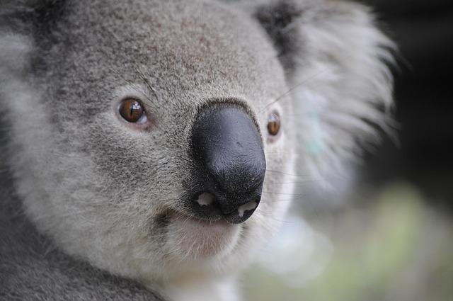 Here are some punchier headline options (no source mentioned):

– MAGA on the March: One Nation’s Anti‑Abortion Pivot Shakes Australian Politics
– One Nation’s Shift Against Abortion Signals Growing MAGA Influence in Australia
– How One Nation’s Anti‑Abor
